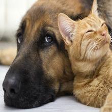 lega di alluminio del dispositivo di terapia della luce di vicino infrarosso LED di Ues della casa 600W 4