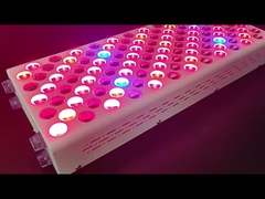 600w Body Care Dispositivo di terapia della luce rossa Red Nir Spettro personalizzato per pelle impeccabile